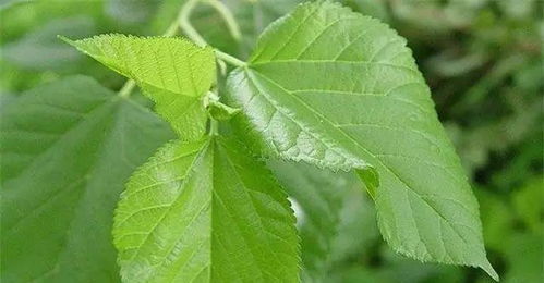 防治豬病有妙招 16種天然植物樹(shù)葉與提取物助力健康養(yǎng)殖